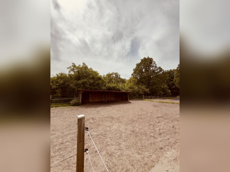 Offenstall/Offenstallplatz frei
