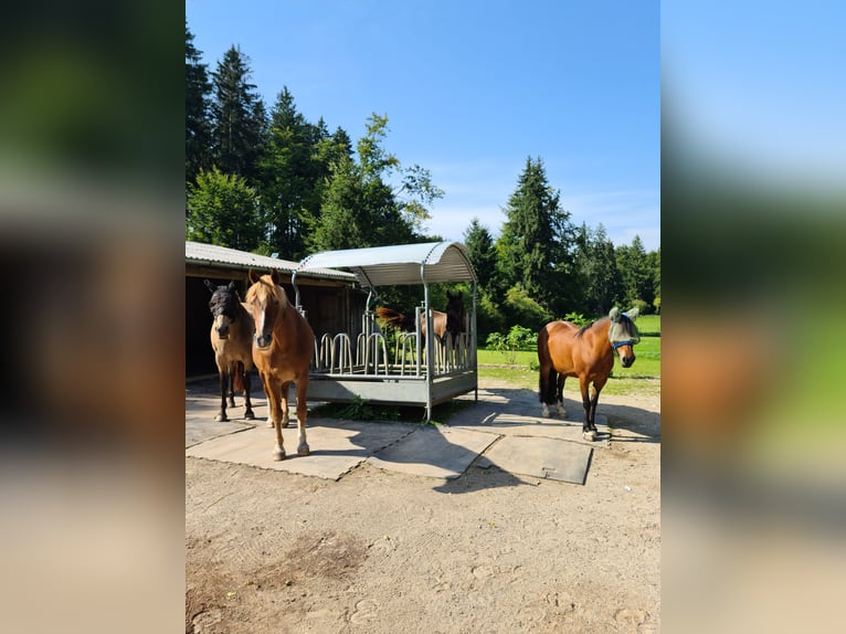 Offenstall/Paddocktrail in Hadorf sucht Stute, leichtfuttrig