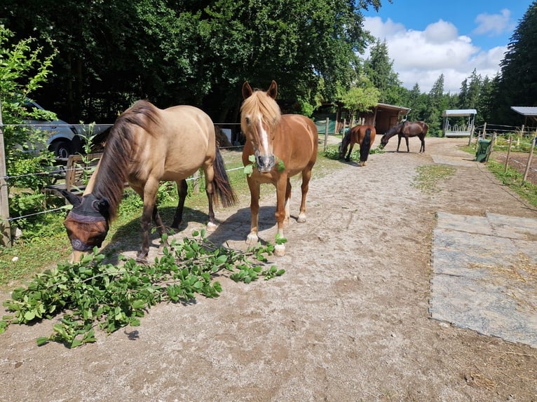 Offenstall/Paddocktrail in Hadorf sucht Stute, leichtfuttrig