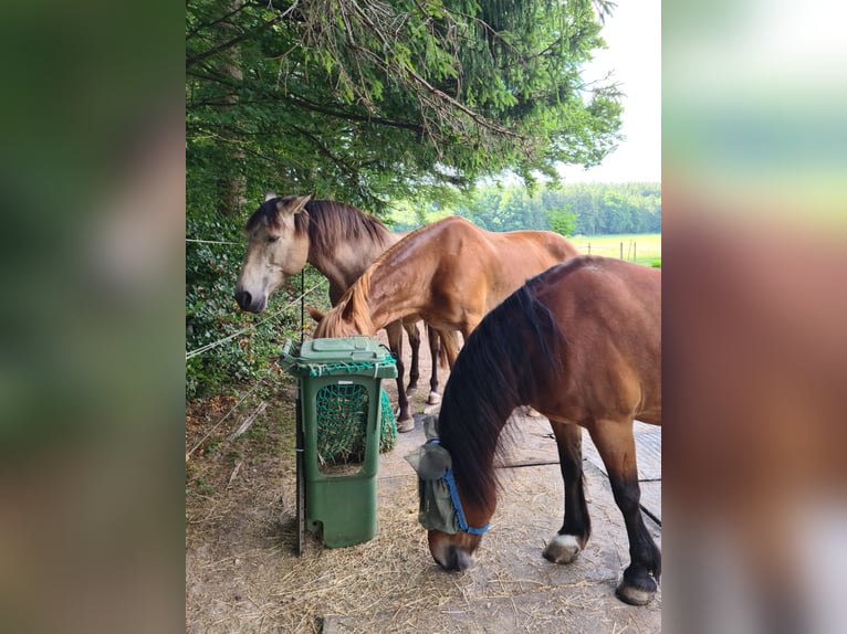 Offenstall/Paddocktrail in Hadorf sucht Stute, leichtfuttrig