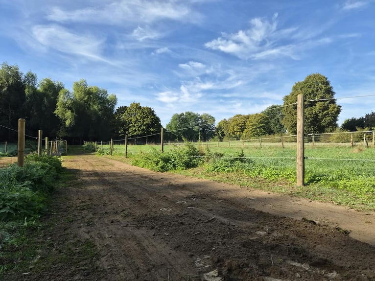 Offenstall/Paddocktrail in Niederkrüchten-Elmpt 4 Plätze frei