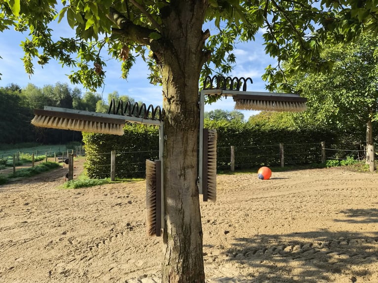Offenstall/Paddocktrail in Niederkrüchten-Elmpt 4 Plätze frei