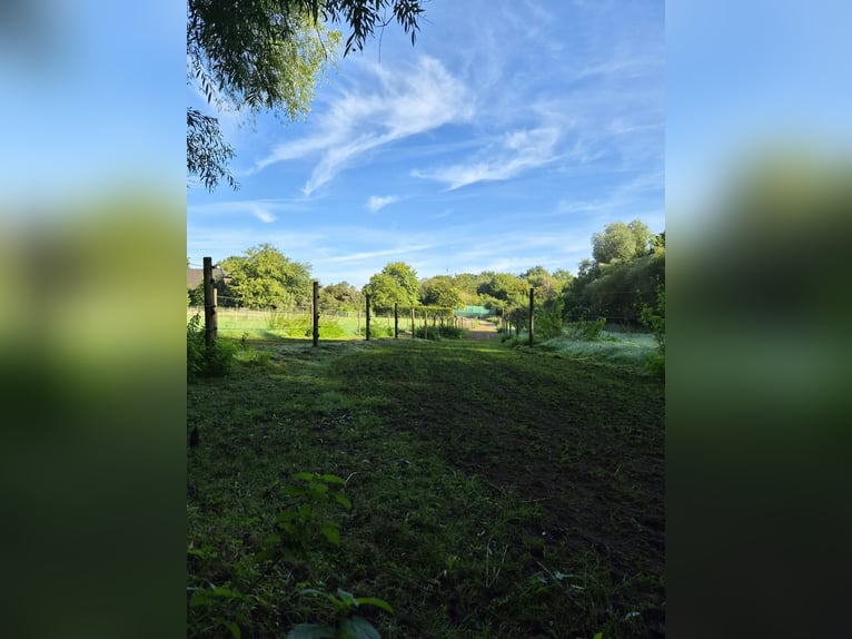 Offenstall/Paddocktrail in Niederkrüchten-Elmpt 4 Plätze frei