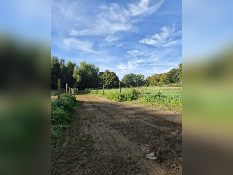 Offenstall/Paddocktrail in Niederkrüchten-Elmpt 4 Plätze frei