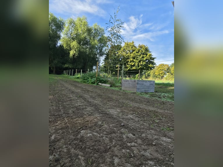 Offenstall/Paddocktrail in Niederkrüchten-Elmpt 4 Plätze frei