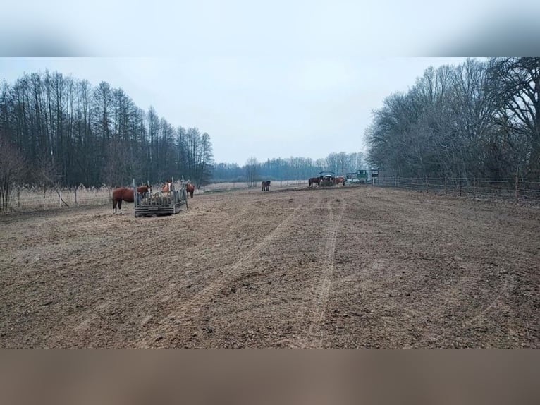 Offenstallplätze frei 