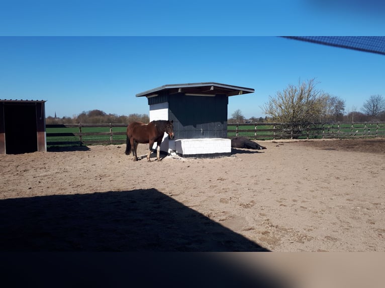 Offenstallplätze frei