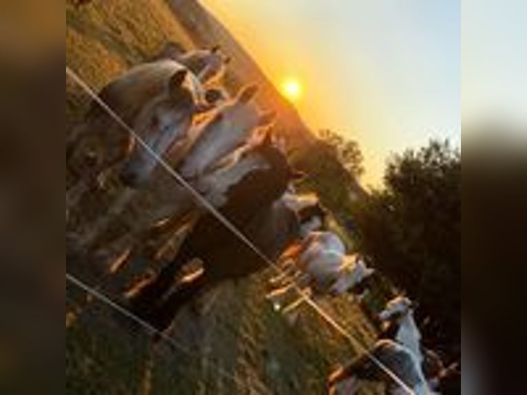 Offenstallplätze frei