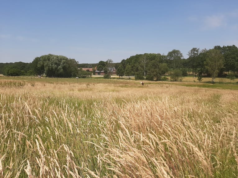 Offenstallplätze für Pferde frei, Belm bei Osnabrück