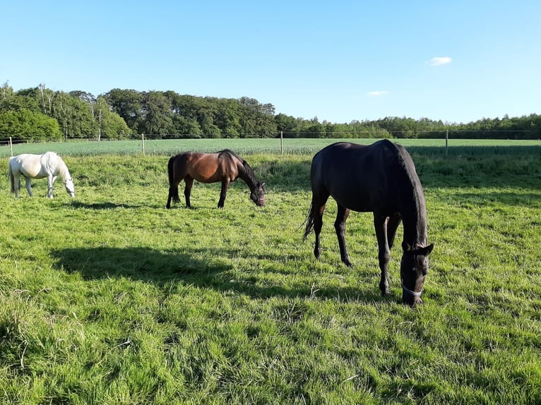 Offenstallplätze für Pferde frei, Belm bei Osnabrück