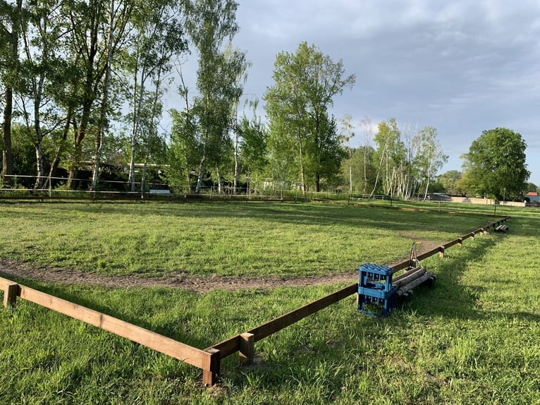 Offenstallplätze für Stuten in Bernau