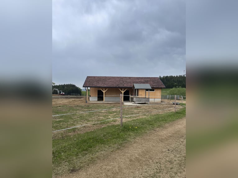 Offenstallplätze für Wallache frei 