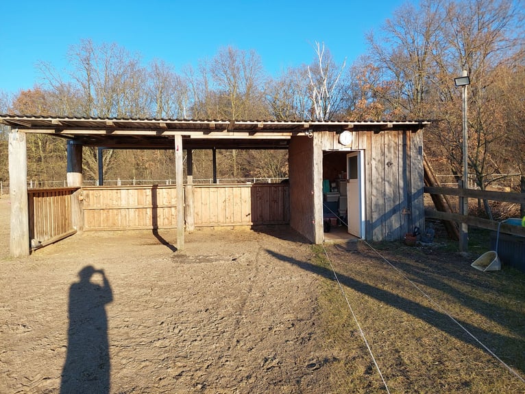 Offenstallplätze in Teltow frei