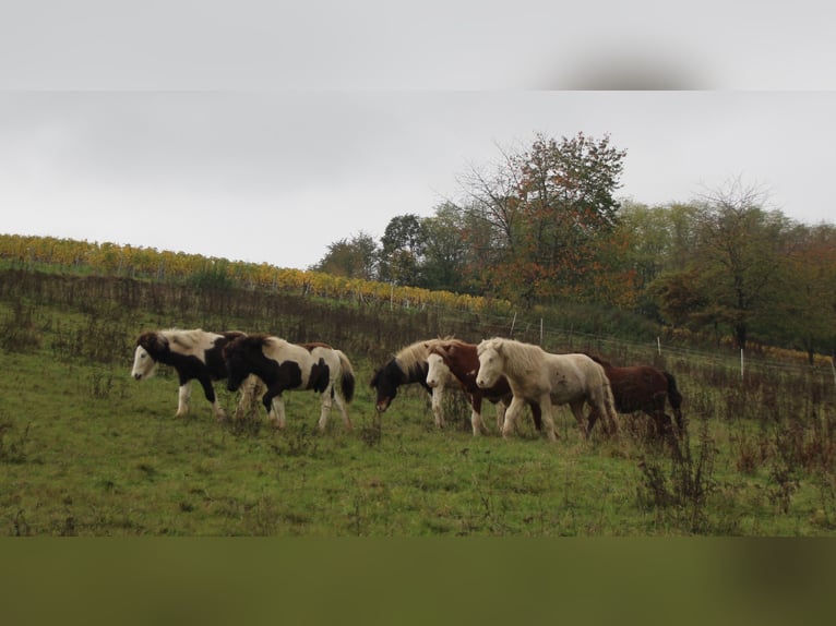 Offenstallplätze und Aufzuchtplätze frei