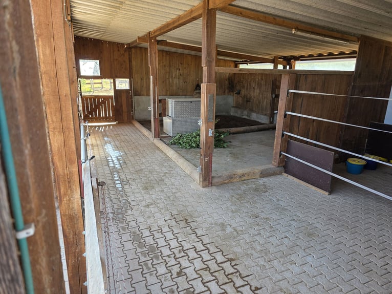 Offenstallplatz ab sofort verfügbar