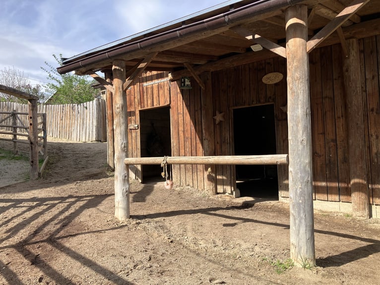 Offenstallplatz bei Gaweinstal