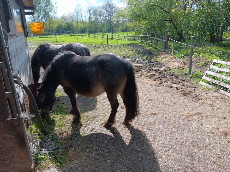 Offenstallplatz f. Pony bis ca. 143cm bei Privat in Appen- Etz direkt am Klövensteen