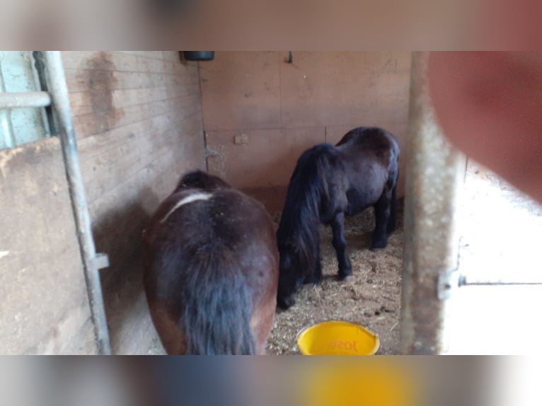 Offenstallplatz f. Rentnerpony, Pony, Shetty