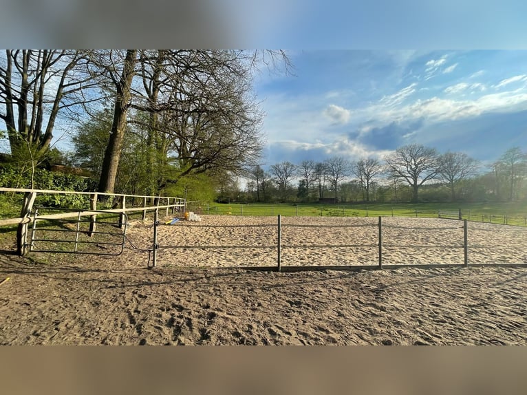Offenstallplatz frei in 22397 Hamburg, Lemsahl-Mellingstedt