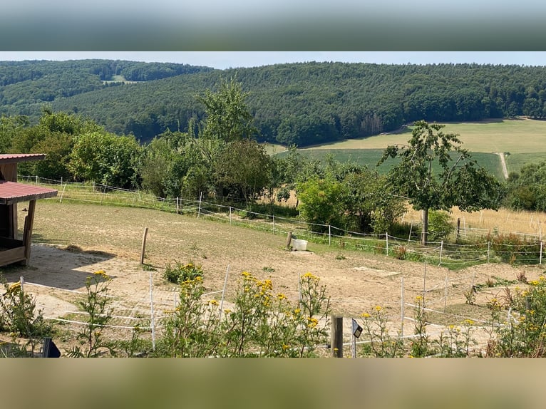 Offenstallplatz frei in kleiner Herde für 1-2 mittelgroße Pferde, begrenzter Weidegang