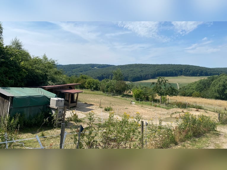 Offenstallplatz frei in kleiner Herde für 1-2 mittelgroße Pferde, begrenzter Weidegang
