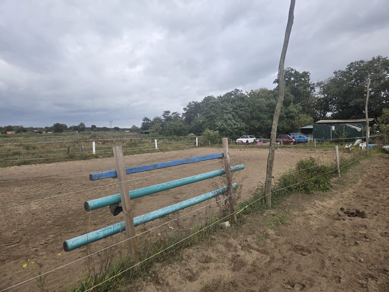 Offenstallplatz frei  Offenstallplatz frei