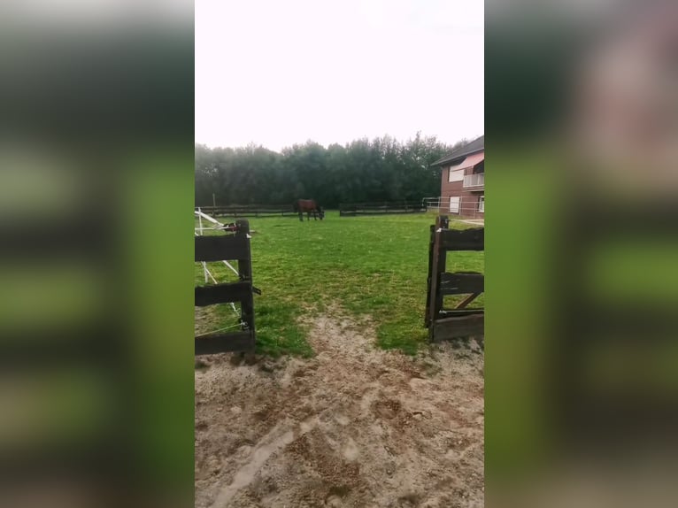 Offenstallplatz frei