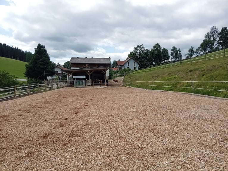 Offenstallplatz frei! 