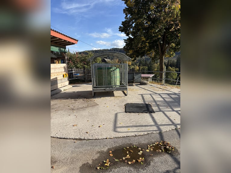 Offenstallplatz für 1-2 Kleinpferde