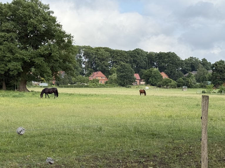 Offenstallplatz für 1-2 Stuten
