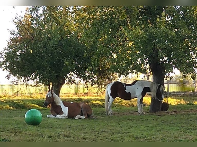 Offenstallplatz für 1-2 Wallache