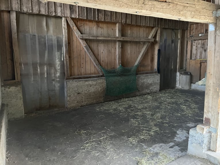 Offenstallplatz für ein Pferd
