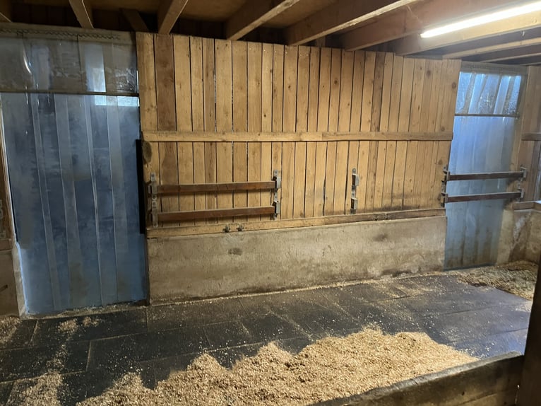 Offenstallplatz für ein Pferd