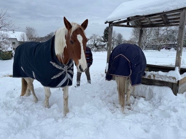 Offenstallplatz für Großpferd oder Pony - naturnahe und unkompliziert