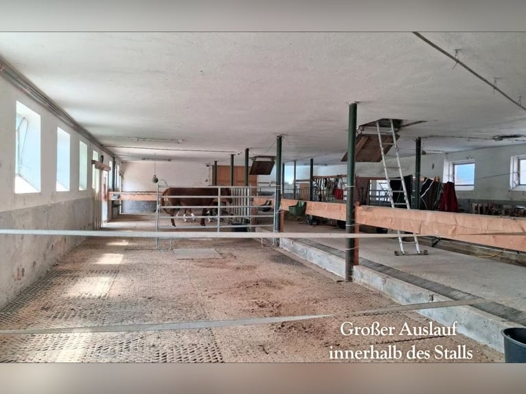 Offenstallplatz für Großpferd-Wallach