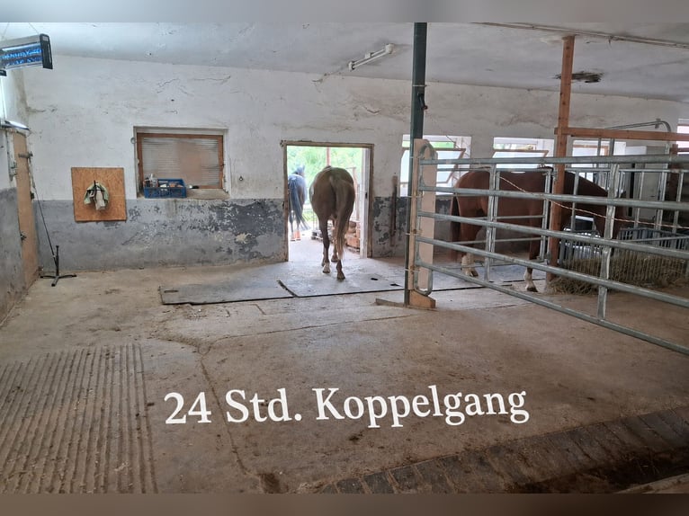 Offenstallplatz für Großpferd-Wallach