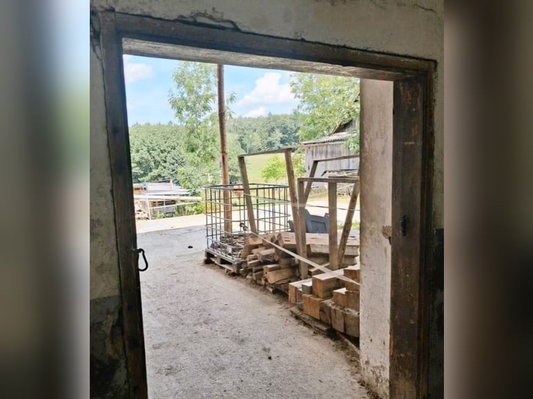 Offenstallplatz für Großpferd-Wallach