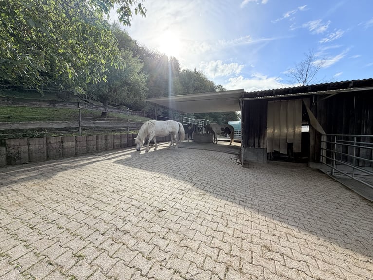 Offenstallplatz für Isländer oder Pony