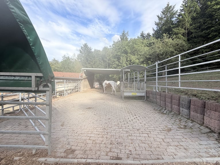 Offenstallplatz für Isländer oder Pony