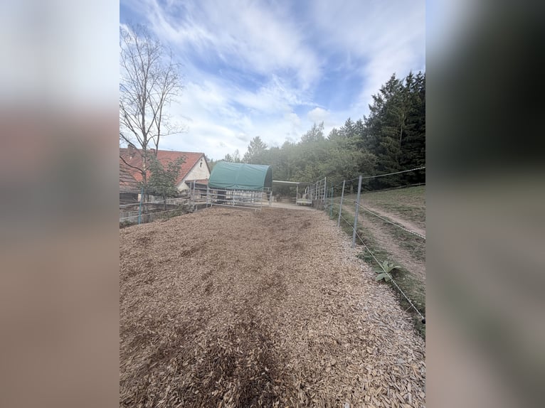 Offenstallplatz für Isländer oder Pony