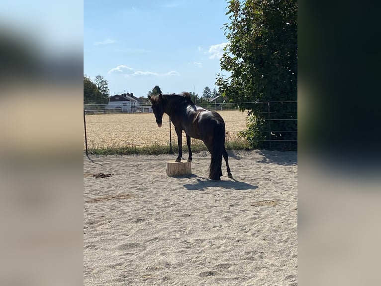 Offenstallplatz für Isländer Stute / Pony bis ca. 1,35 m