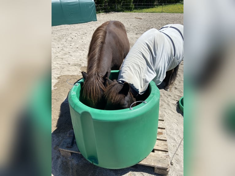Offenstallplatz für Isländer Stute / Pony bis ca. 1,35 m
