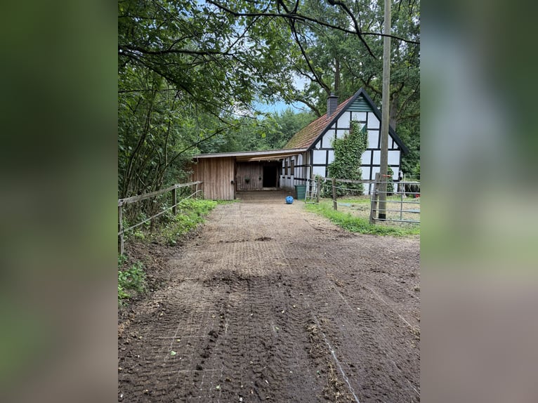 Offenstallplatz für Jungpferd ab Ende Oktober – kleine Stutenherde