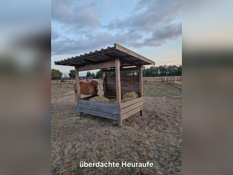 Offenstallplatz für Kleinpferde & Ponys
