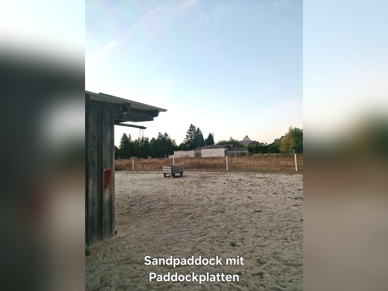 Offenstallplatz für Kleinpferde & Ponys