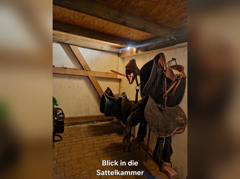 Offenstallplatz für Kleinpferde und Ponys