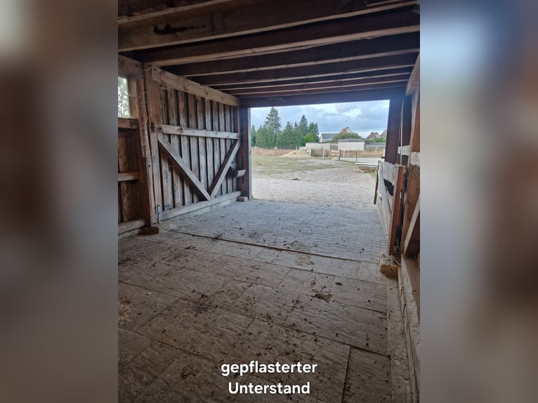 Offenstallplatz für Kleinpferde und Ponys
