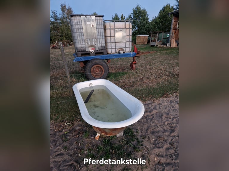 Offenstallplatz für Kleinpferde und Ponys