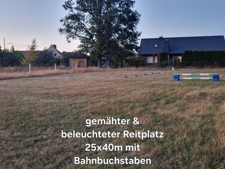 Offenstallplatz für Kleinpferde und Ponys