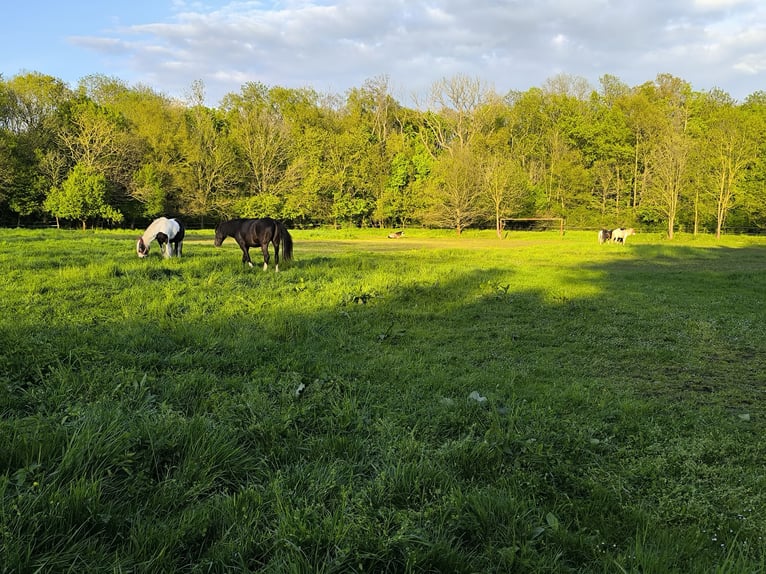 Offenstallplatz für Kleinpferd/Pony Wallach oder Stute
